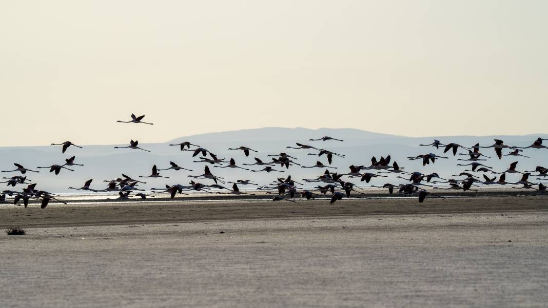 5 bin yavru flamingoyu ağırlayan ünlü gölün en büyük sorunu açıklandı 4